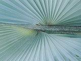 A Close-up of a Brongniartikentia Palm Frond