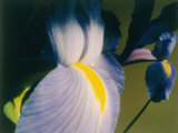 A Close-up of an Iris