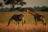 Giraffes Graze on the African Plain