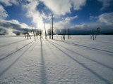 Barren Trees Cast Long Shadows Across the Snow at Sunset