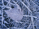 A Leaf and the Grass it Lies on Covered with a Heavy Frost