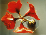 A Close View Looking Down on a Four Blossomed Plant