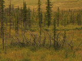 A Scenic View of a Spruce Bog
