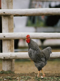 A Rooster Crowing by a Fence