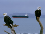 Two American Bald Eagles Sit on Dead Tree Branches as an Oil Tanker Passes By