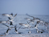 A Flock of Black Skimmer Birds on the Shore of Sanibel Island