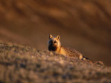 A Wolverine