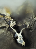 The Bleached-Out Antlered Skull of a Male Deer Lies Among Boulders Near a Thermal Hot Spring