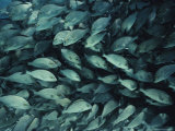 A School of Grunts