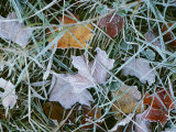 Frost Covered Autumn Leaves in the Grass