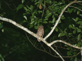 Night View of an Owl Perching on a Branch