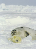 A Newborn Gray Seal Pup Sleeps Next to its Mother