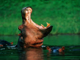 A Hippopotamus Yawns While Swimming in the Water