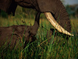 Juvenile African Elephant Being Fed by its Parent