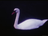 Swan Swimming in Black Water