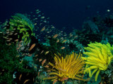 Small Fishes Swim Amongst Corals and Crinoids on a Reef