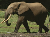 Side View of an Adult Forest Elephant Walking