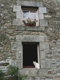 Cat in a Window in Brittany