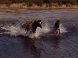 Chincoteague Ponies Splash Through the Flowing Water