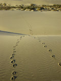 Animal Tracks in the Sand at Oregon Dunes