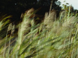 A View of Wheat Plants Blurred in Movement