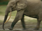 Panned View of an Adult Forest Elephant Walking