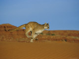 A Mountain Lion Runs Across an Arid Landscape