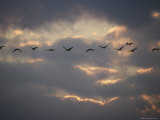 A Flock of Sacred Ibises Take to the Air at Sunset