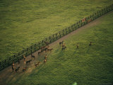 Aerial View of a Herd of Horses in a Fenced-In Pasture