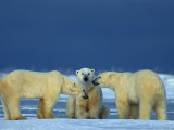 Polar Bears (Ursus Maritimus)