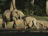 A Male Forest Elephant Touches a Female to See If Shes Ready to Mate