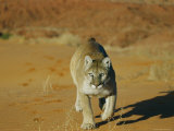 A Mountain Lion Walks Directly Toward the Camera