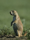 A Prairie Dog (Cynomys Sp) Scans its Territory for Predators