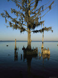 Mangrove Tree with Spanish Moss