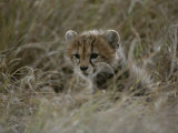 Close View of a Juvenile Cheetah in a Grassy Landscape