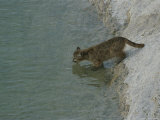 A Young Mountain Lion Takes a Drink