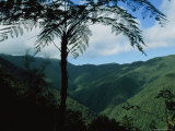 A Tree Fern Feathers the Skyline over the Sierra Del Cristal Range