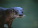 Close View of a River Otter