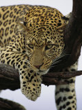 Close View of Leopard in Tree