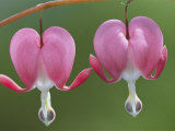 Spring Flowers  Dutchmans Breeches (Bleeding Hearts)  Late April
