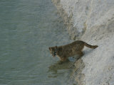 A Young Mountain Lion Prepares to Take a Drink