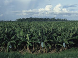 Overview of a Banana Plantation
