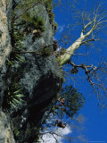 Two Cuban Men Practice Rapelling While Anchored to a Ceibon Tree