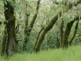 Coast Live Oaks (Quercus Agrifolia)  Green Moss-Covered Woodland View