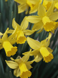Spring Flowers  Daffodils  Early Spring  Massachusetts