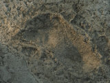 A Humanlike Footprint Left in Volcanic Ash 36 Million Years Ago