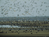 Huge Flock of Migratory Shorebirds  Including Red Knot Sandpipers
