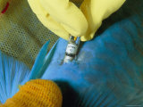 A Sedated Parrotfish Receives a Transmitter to Track its Range