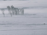 A Lone American Bison Stands on a Snowy Plain Near Cottonwood Trees