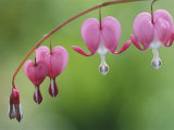 Spring Flowers  Dutchmans Breeches (Bleeding Hearts)  Late April